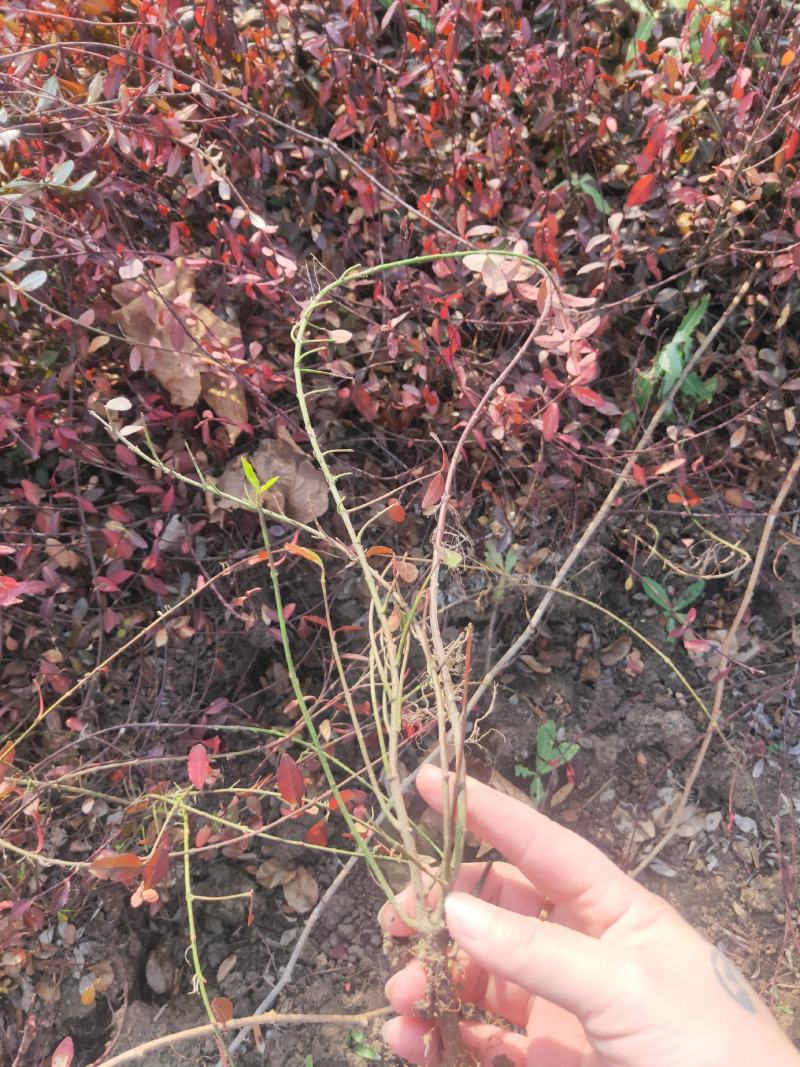 小叶扶芳藤六十长分枝多质量看如图沭阳基地量大一手货源无中