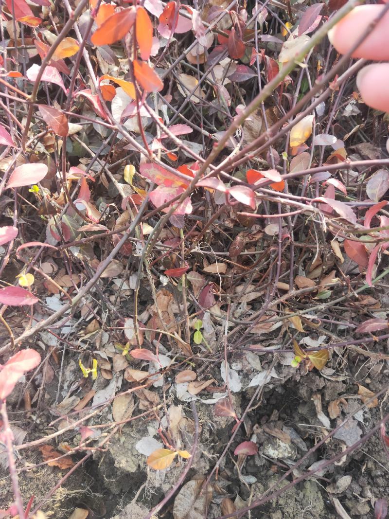 小叶扶芳藤六十长分枝多质量看如图沭阳基地量大一手货源无中