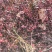 小叶扶芳藤六十长分枝多质量看如图沭阳基地量大一手货源无中