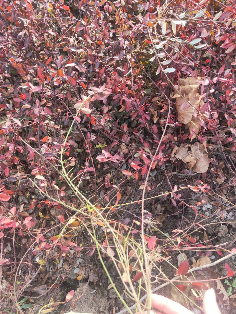 小叶扶芳藤六十长分枝多质量看如图沭阳基地量大一手货源无中