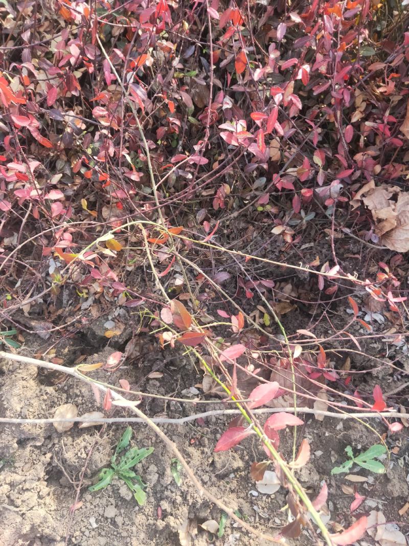 小叶扶芳藤六十长分枝多质量看如图沭阳基地量大一手货源无中