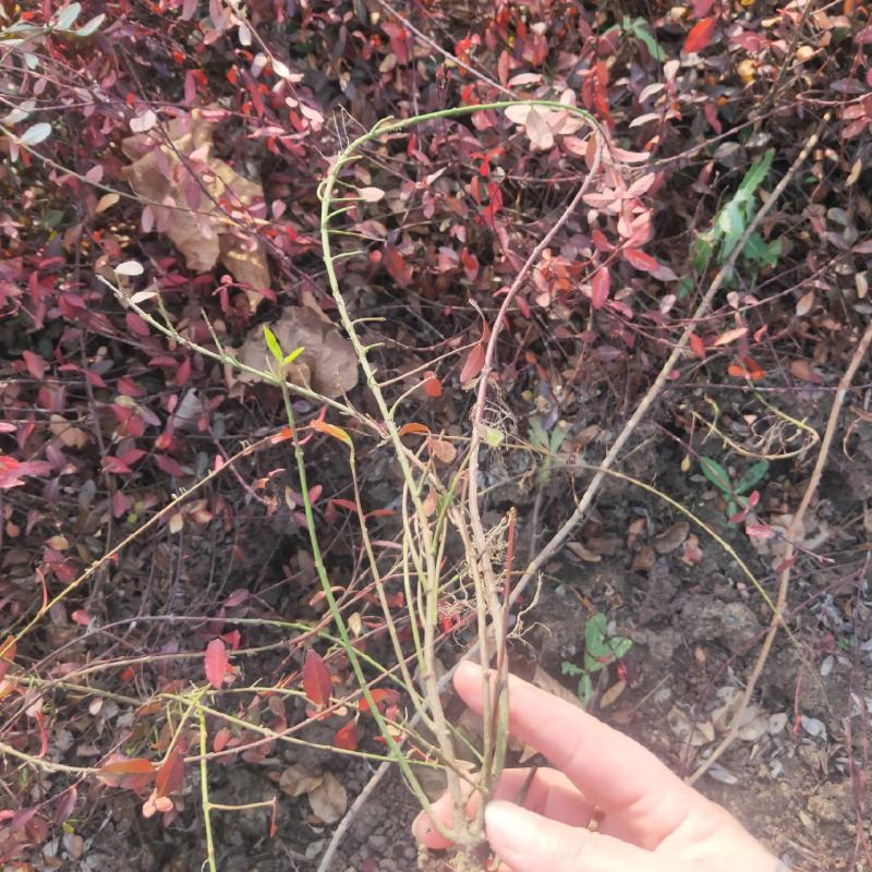 小叶扶芳藤六十长分枝多质量看如图沭阳基地量大一手货源无中