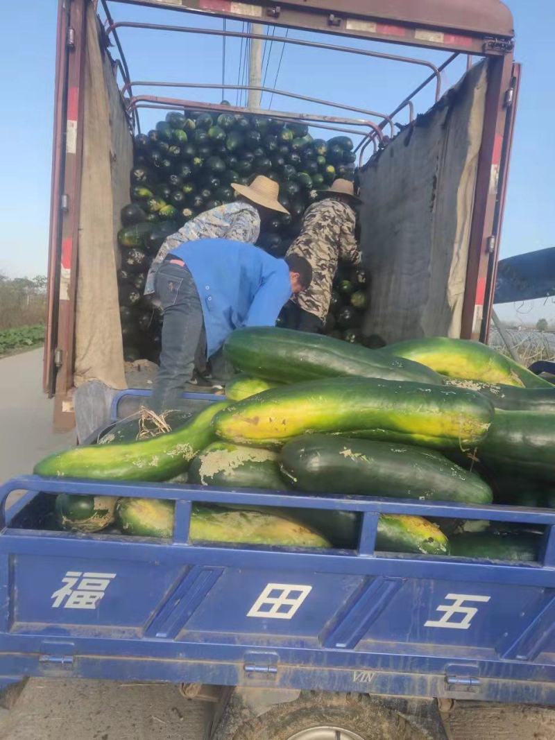 产地直发精品黑皮冬瓜热销保质保量诚信经营