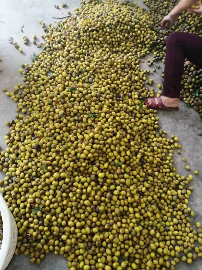 饶平青橄榄土橄榄榨汁泡酒花皮橄榄工厂对接