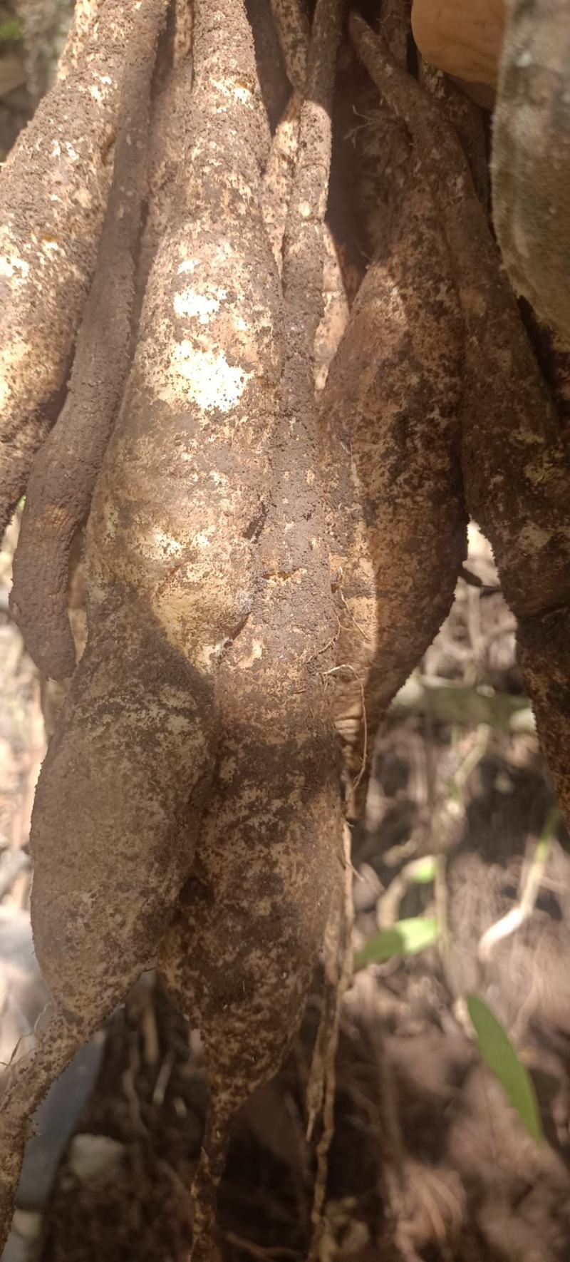 大山里的百部，药用价值高，下单山里现采现发。
