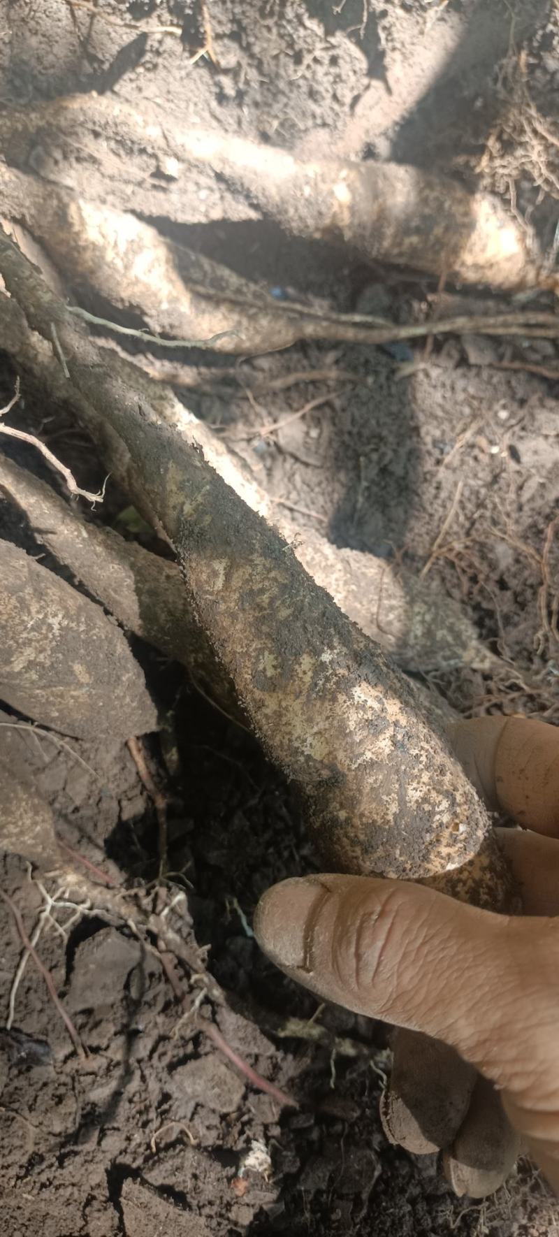 大山里的百部，药用价值高，下单山里现采现发。