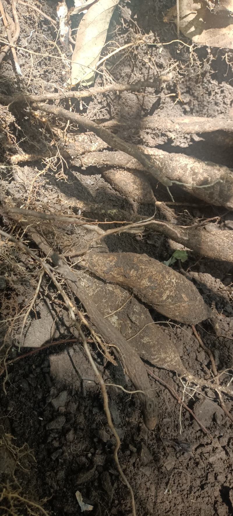 大山里的百部，药用价值高，下单山里现采现发。