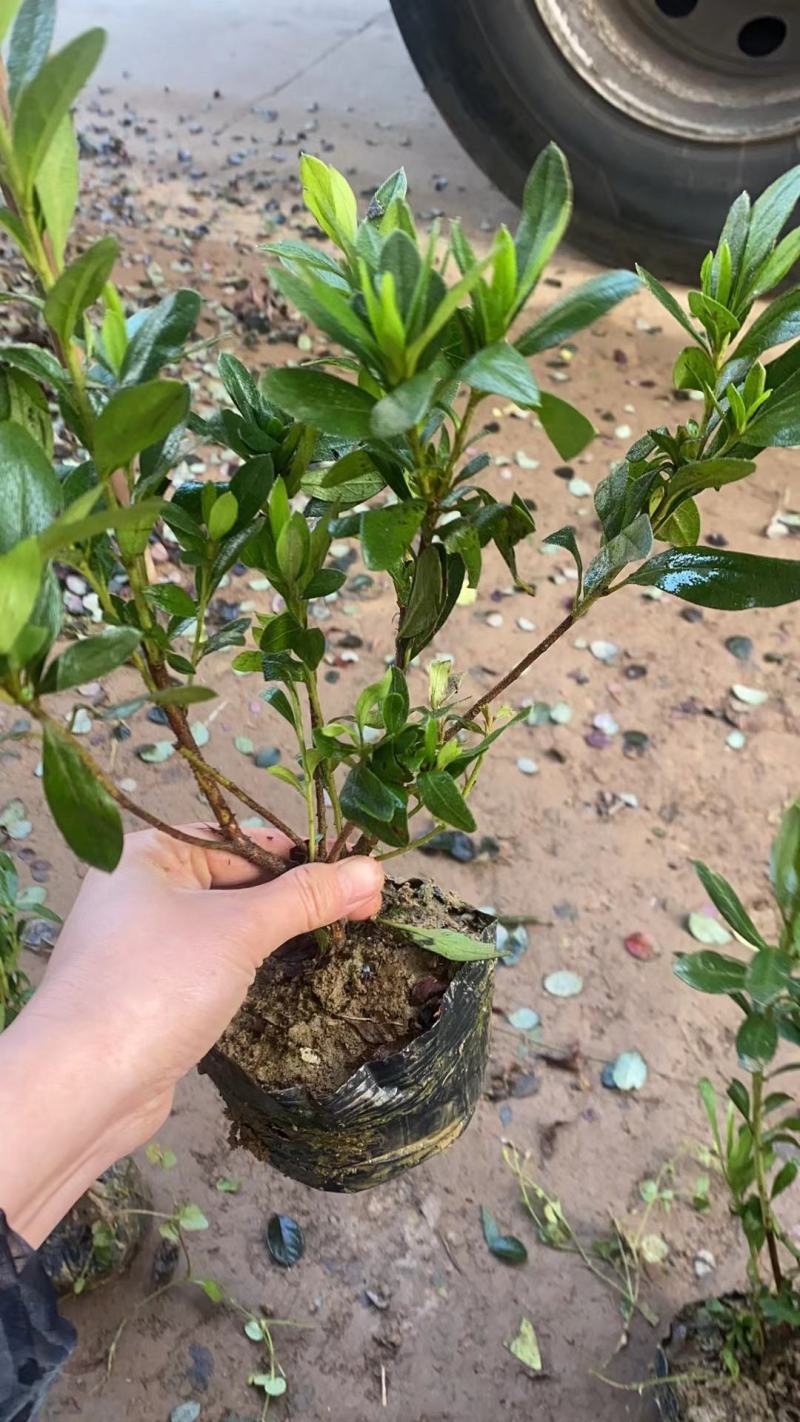 大杯毛杜鹃分枝多质量好基地直发无中间商差价