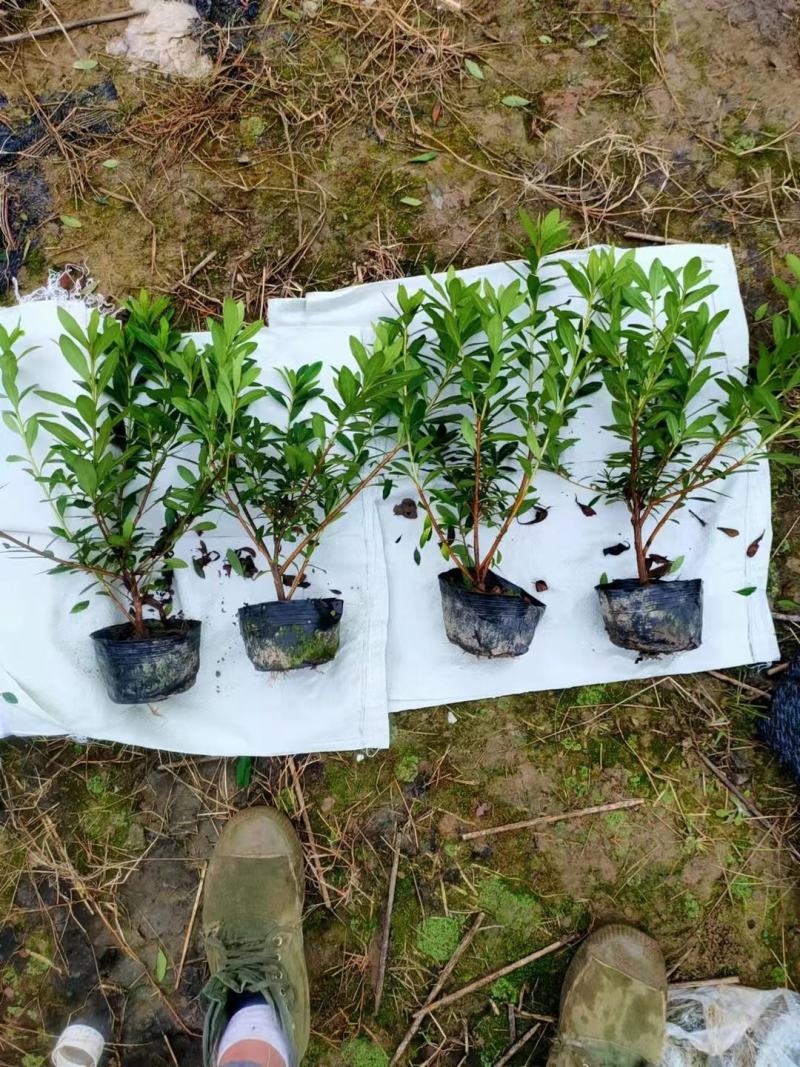 大杯毛杜鹃分枝多质量好基地直发无中间商差价