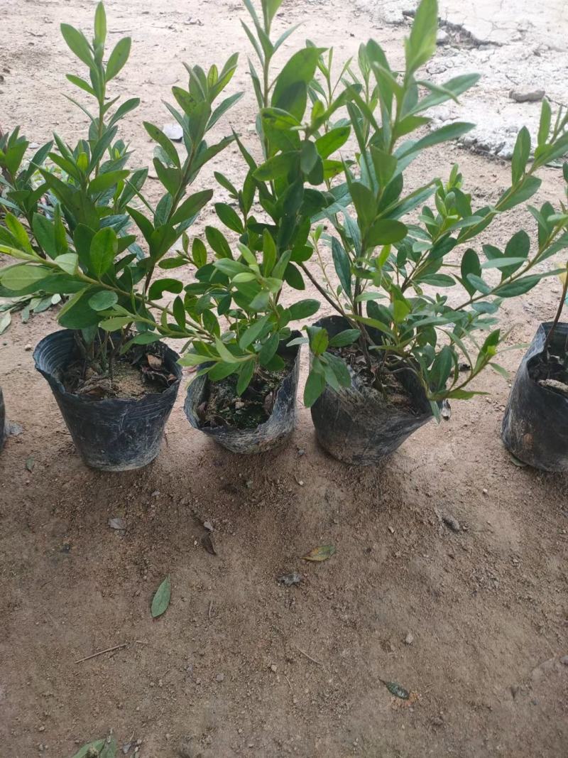 大杯毛杜鹃分枝多质量好基地直发无中间商差价