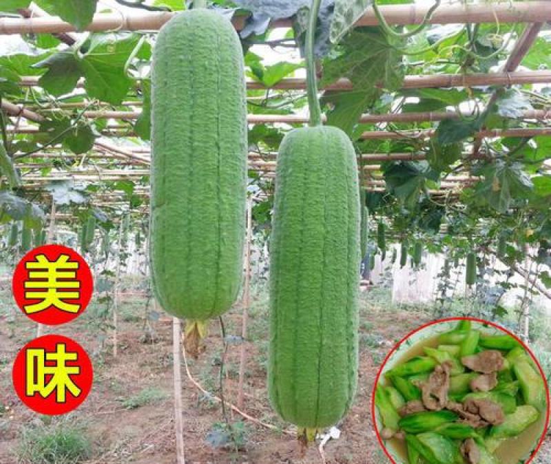精选肉丝瓜种子丝瓜种籽大棚四季早熟蔬菜丝瓜种孑农家