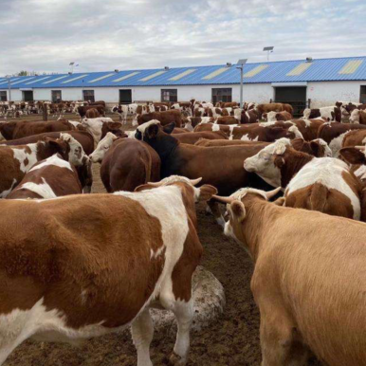 【每头补贴1500】西门塔尔牛小母牛育肥公牛提供饲料