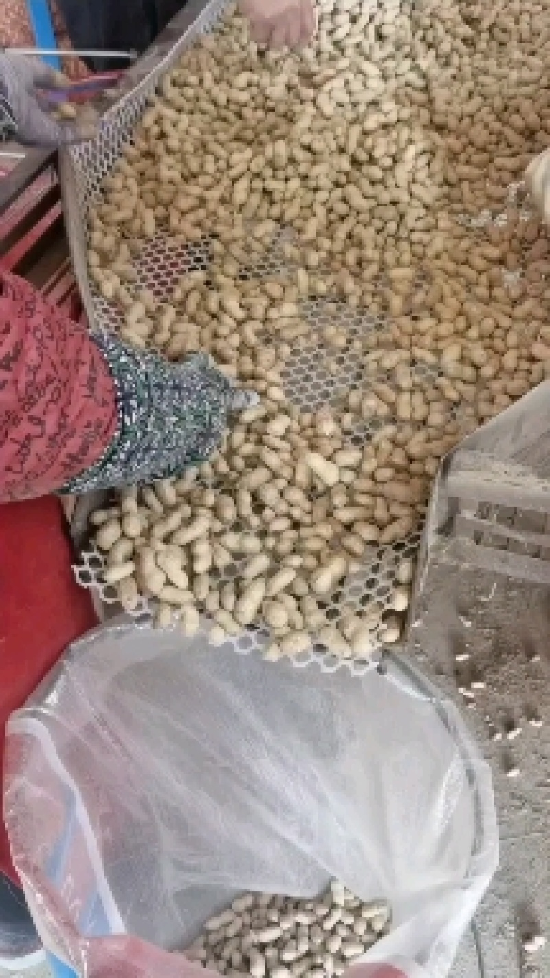 【好货】山东金乡带壳双仁红粒干花生2024年新花生量大