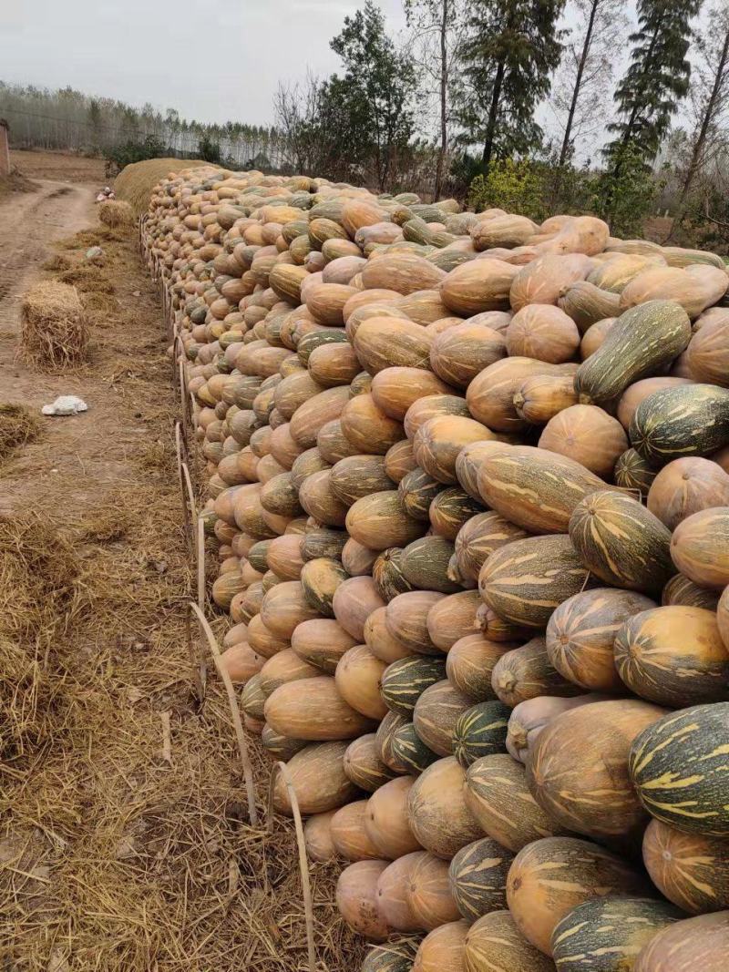 产地直供蜜本南瓜大量上市口感面甜诚信经营保质保量