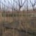 紫白黄玉兰规格齐全沭阳基地自产自销量大无中间商差价
