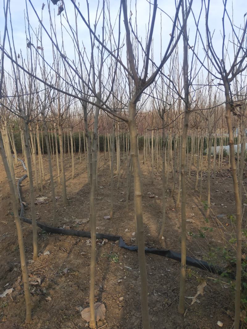 紫白黄玉兰规格齐全沭阳基地自产自销量大无中间商差价