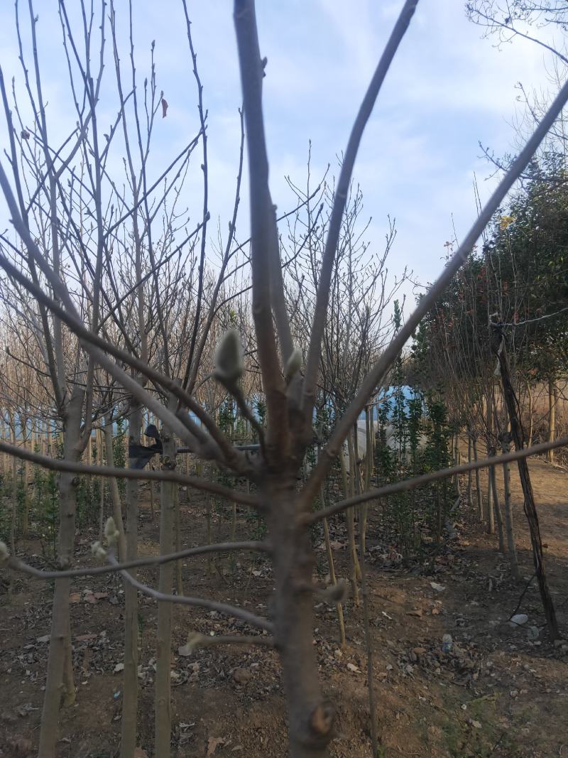 紫白黄玉兰规格齐全沭阳基地自产自销量大无中间商差价