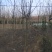 紫白黄玉兰规格齐全沭阳基地自产自销量大无中间商差价