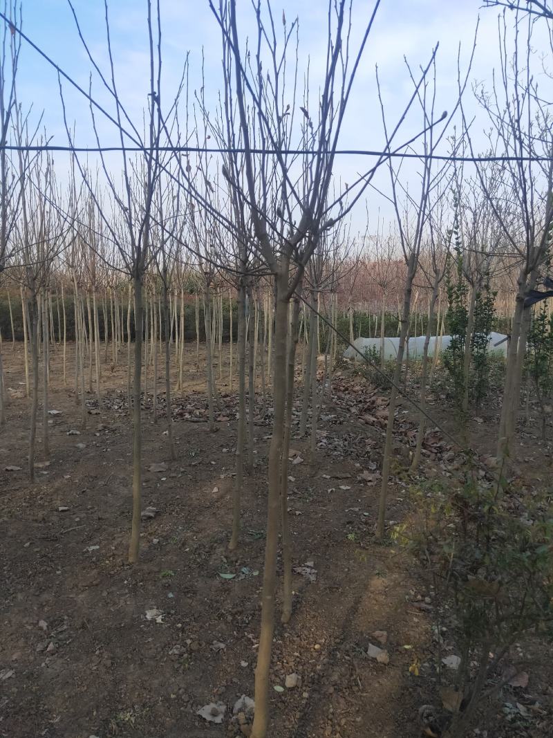 紫白黄玉兰规格齐全沭阳基地自产自销量大无中间商差价