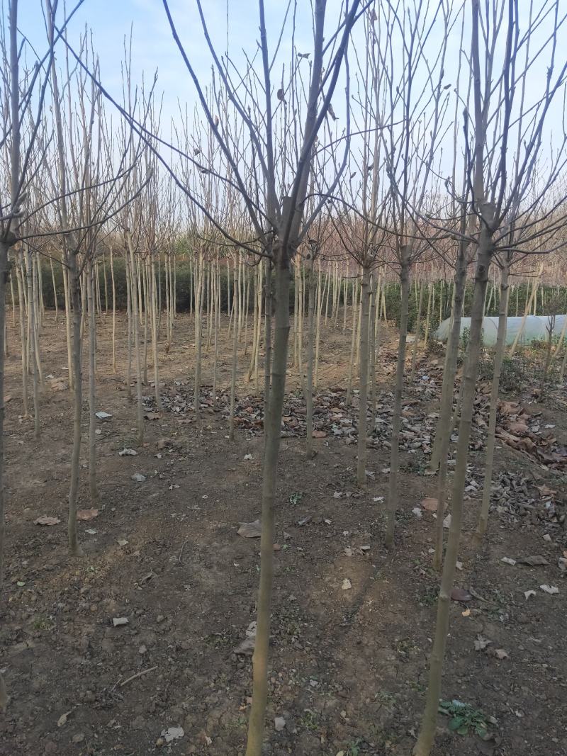 紫白黄玉兰规格齐全沭阳基地自产自销量大无中间商差价