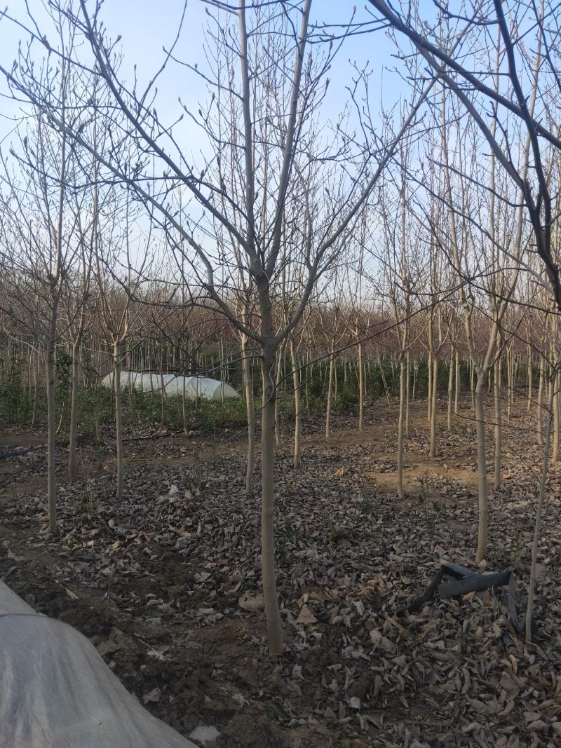紫白黄玉兰规格齐全沭阳基地自产自销量大无中间商差价