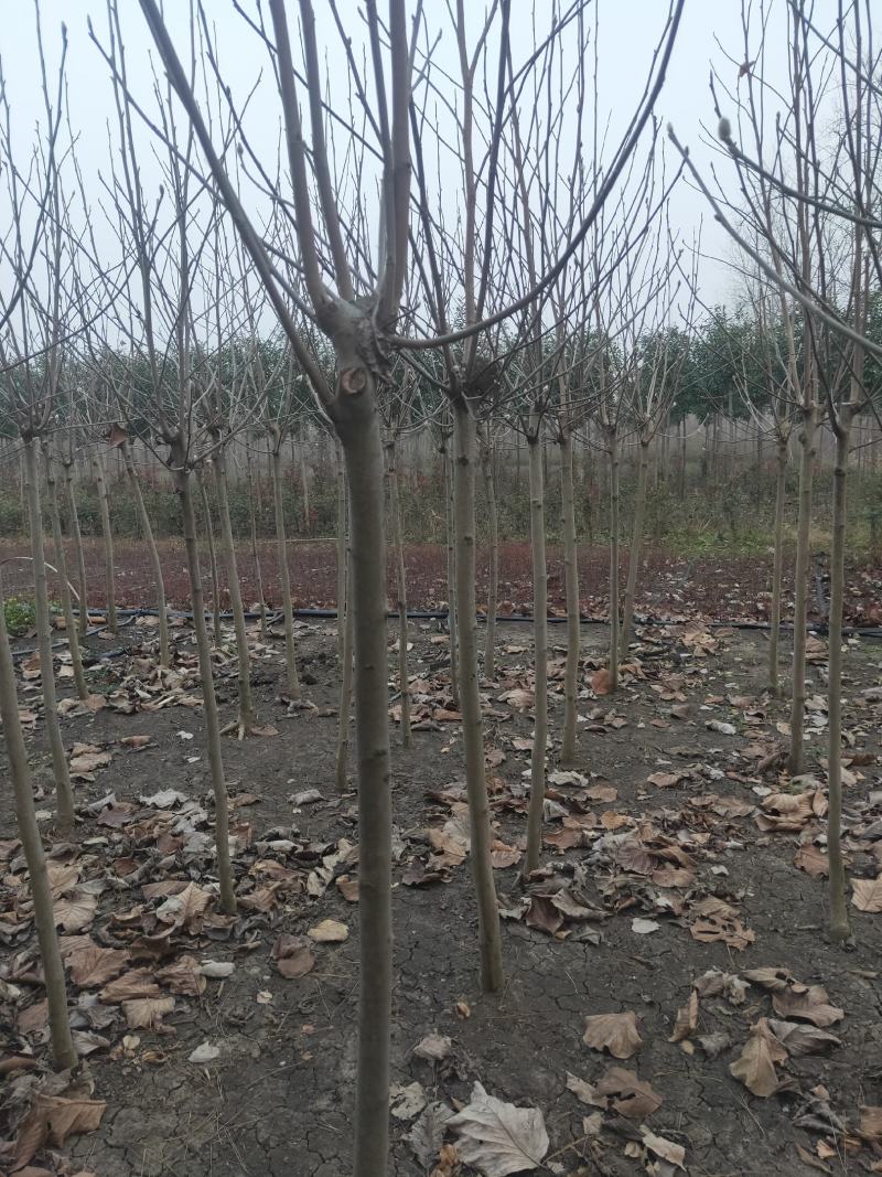紫白黄玉兰规格齐全沭阳基地自产自销量大无中间商差价