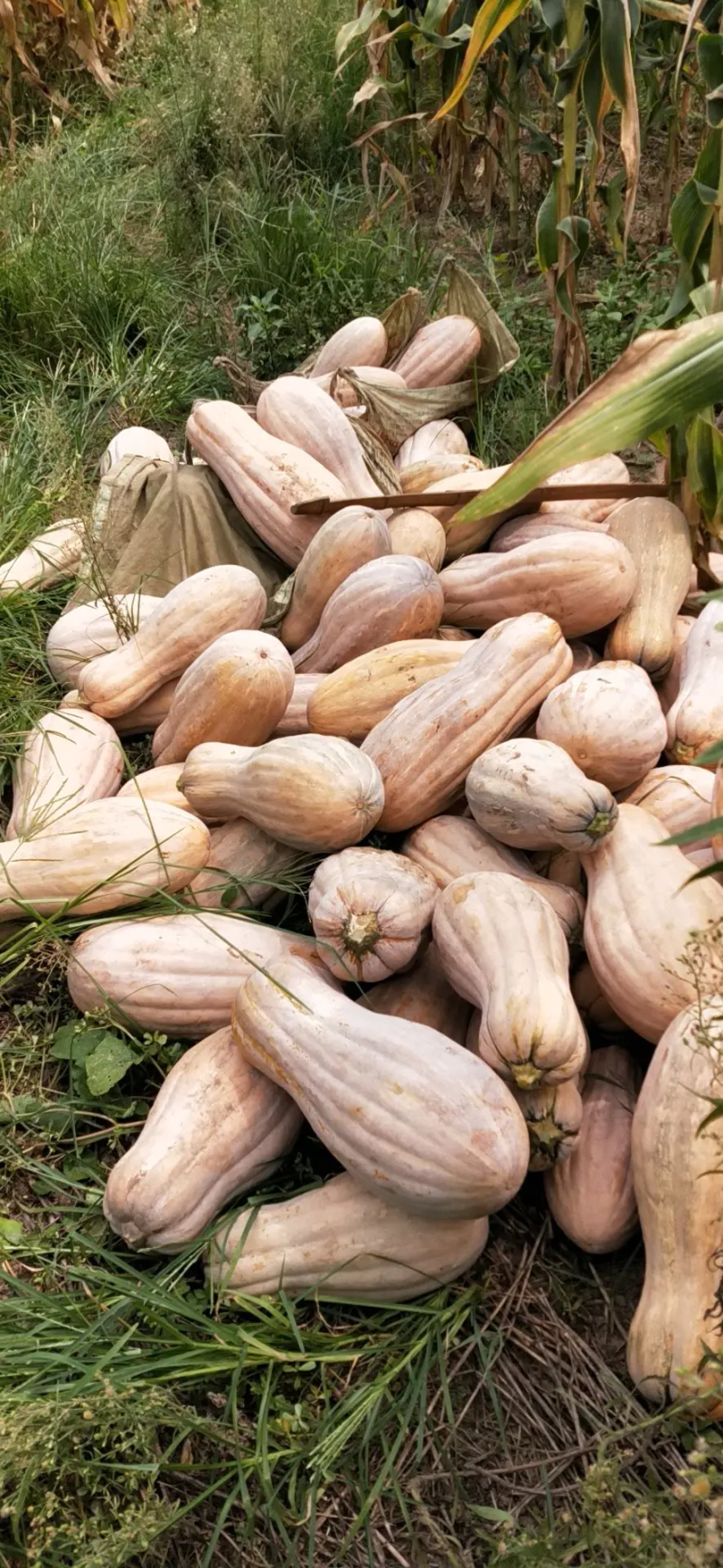 产地直供蜜本南瓜大量上市口感面甜诚信经营保质保量
