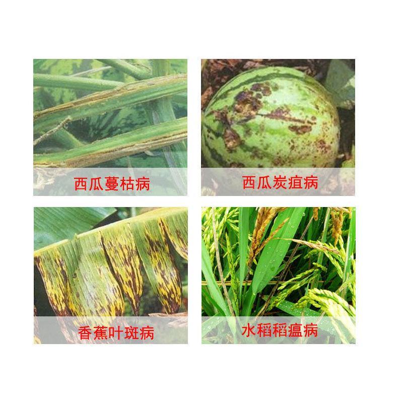 先正达阿米妙收苯甲嘧菌酯炭疽病蔓枯病叶斑病柑橘果树水稻杀