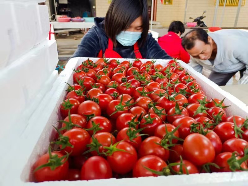 广东阳西千禧圣女果大量上市有购商请联叶大果业