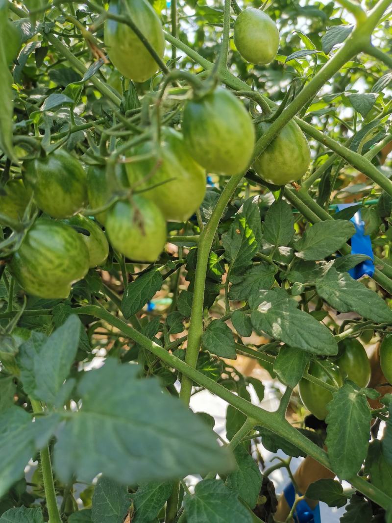 广东阳西千禧圣女果大量上市有购商请联叶大果业