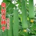 肉丝瓜种子丝瓜种籽四季特大春早熟蔬菜丝瓜种孑农家春夏丝瓜