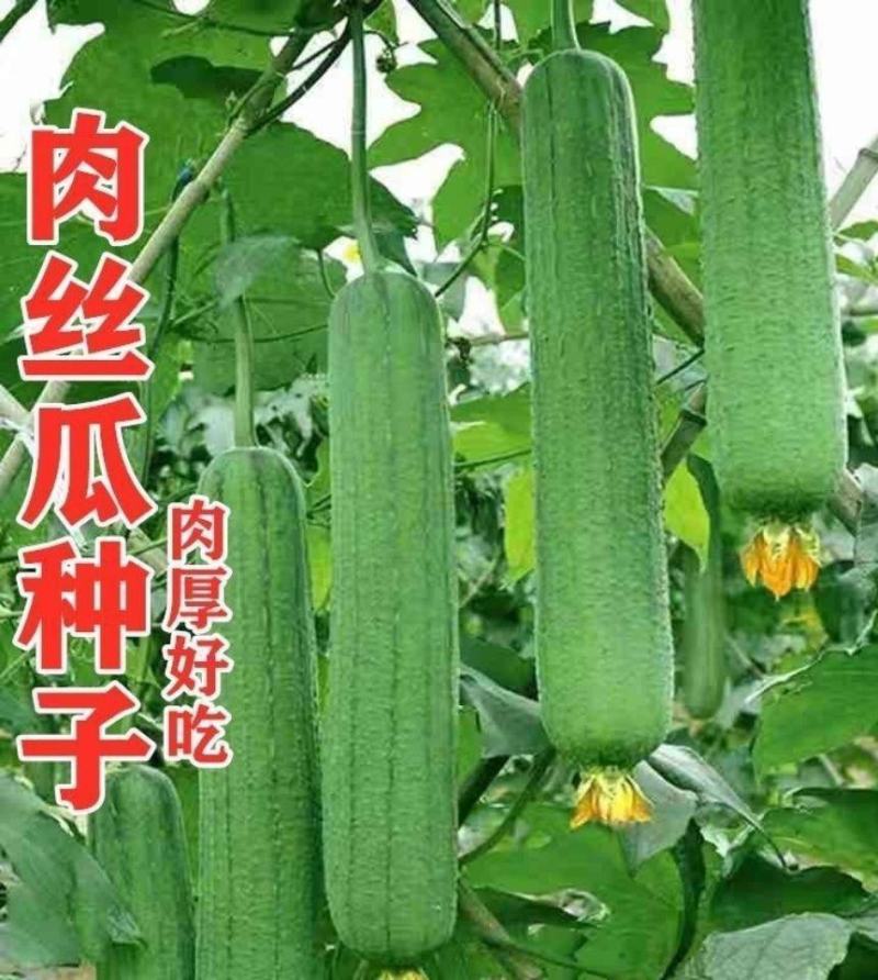 肉丝瓜种子丝瓜种籽四季特大春早熟蔬菜丝瓜种孑农家春夏丝瓜