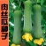 肉丝瓜种子丝瓜种籽四季特大春早熟蔬菜丝瓜种孑农家春夏丝瓜