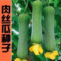 肉丝瓜种子丝瓜种籽四季特大春早熟蔬菜丝瓜种孑农家春夏丝瓜