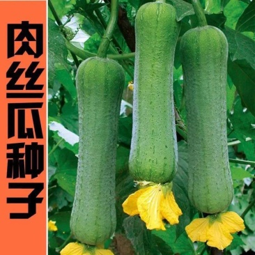 肉丝瓜种子丝瓜种籽四季特大春早熟蔬菜丝瓜种孑农家春夏丝瓜