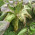 挂丝红莴笋种子红皮紫皮绿肉莴苣种籽秋季播种蔬菜种子