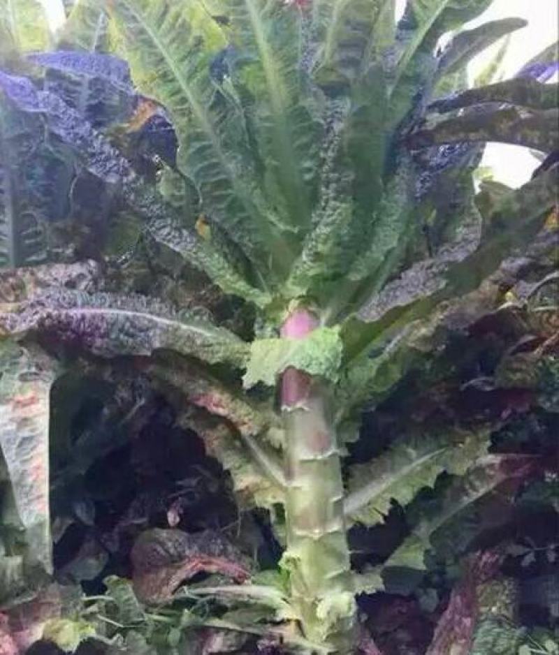 挂丝红莴笋种子红皮紫皮绿肉莴苣种籽秋季播种蔬菜种子