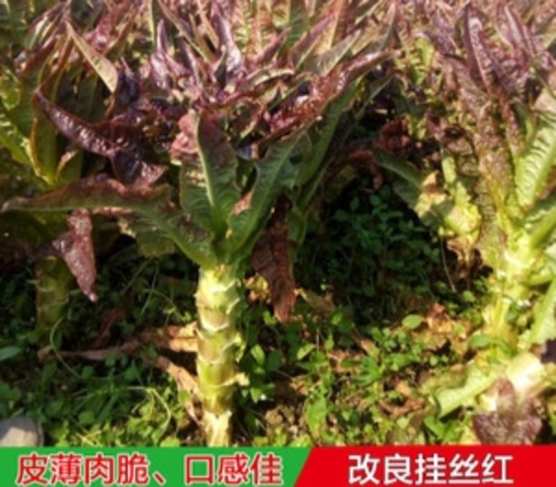 挂丝红莴笋种子红皮紫皮绿肉莴苣种籽秋季播种蔬菜种子