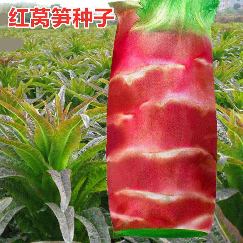 挂丝红莴笋种子红皮紫皮绿肉莴苣种籽秋季播种蔬菜种子