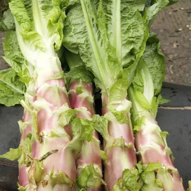 挂丝红莴笋种子红皮紫皮绿肉莴苣种籽秋季播种蔬菜种子
