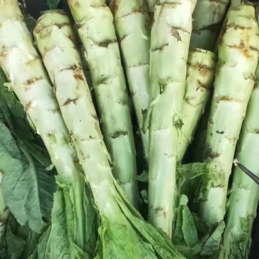 二白皮莴笋种子四季可播耐热耐湿莴笋种籽四季播蔬菜种子