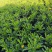 沐春菊基地直销大量时花草花泥炭土种植欢迎订购