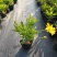 沐春菊基地直销大量时花草花泥炭土种植欢迎订购