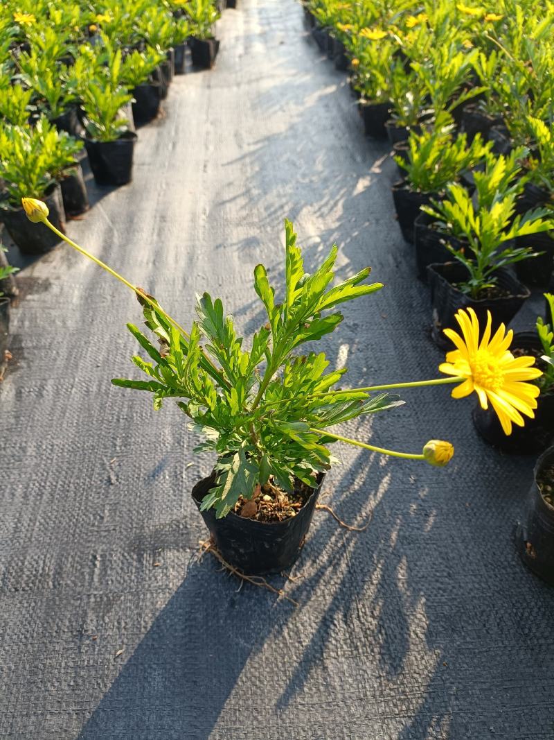 沐春菊基地直销大量时花草花泥炭土种植欢迎订购