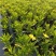 沐春菊基地直销大量时花草花泥炭土种植欢迎订购