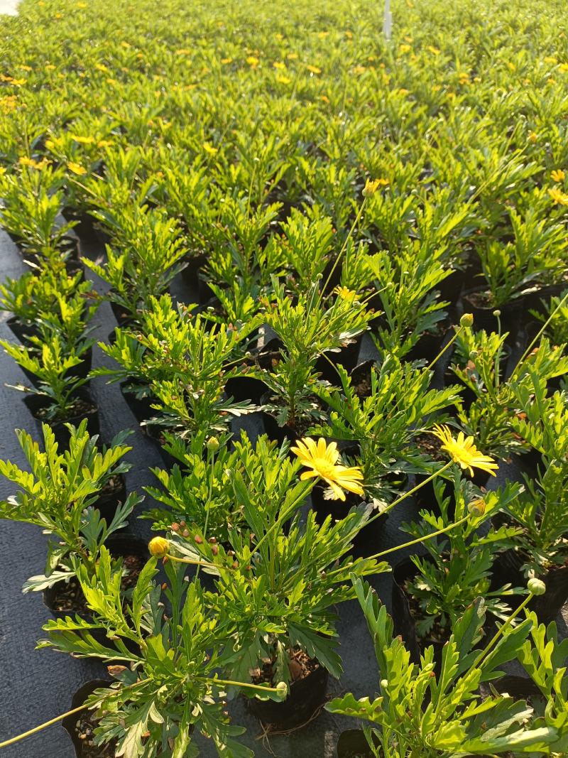 沐春菊基地直销大量时花草花泥炭土种植欢迎订购