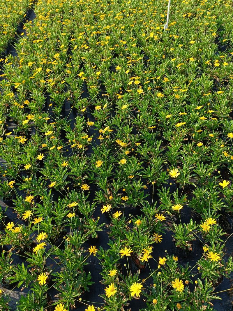 沐春菊基地直销大量时花草花泥炭土种植欢迎订购