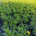 沐春菊基地直销大量时花草花泥炭土种植欢迎订购