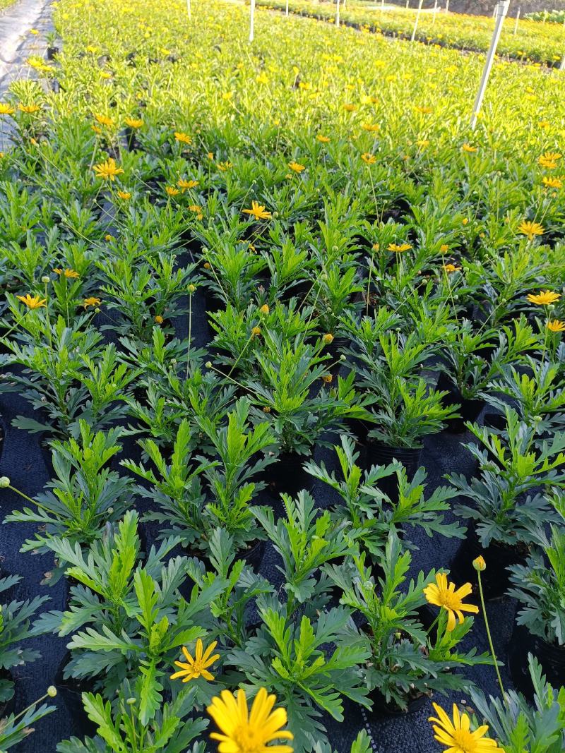 沐春菊基地直销大量时花草花泥炭土种植欢迎订购