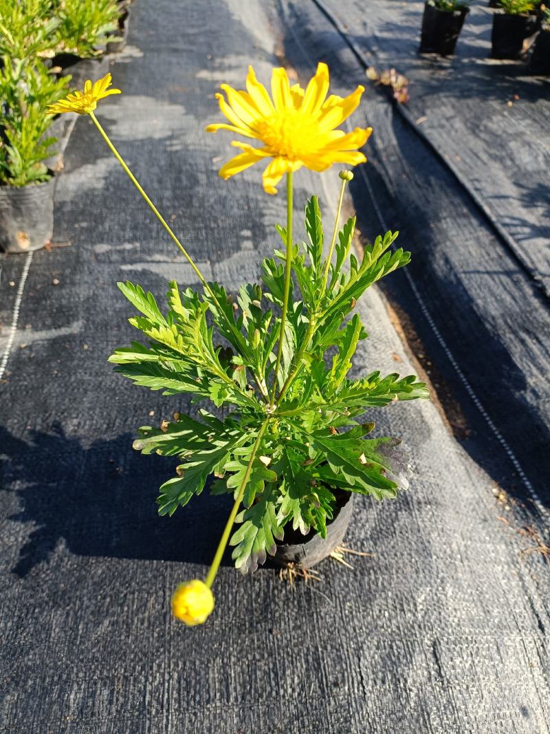 沐春菊基地直销大量时花草花泥炭土种植欢迎订购